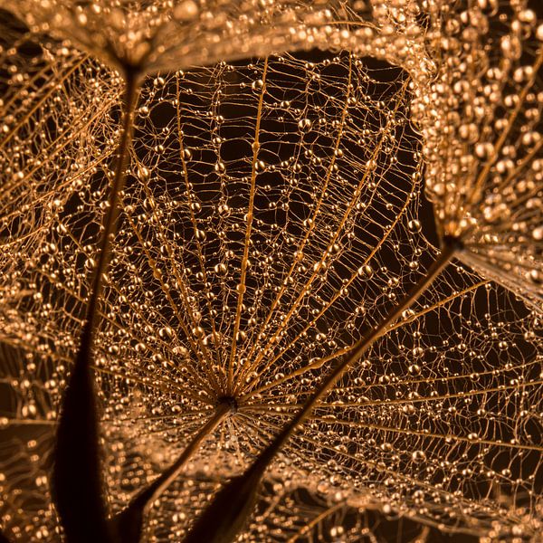 Zusammenfassung: Ein Quadrat von "goldener" Natur von Marjolijn van den Berg