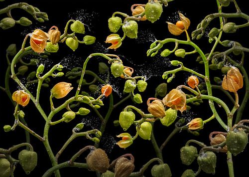 Orchidea physalia von Olaf Bruhn