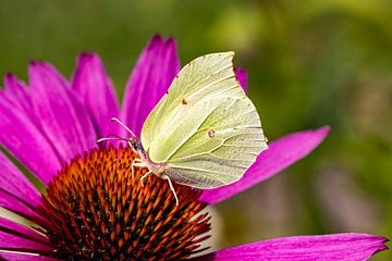 lemon butterfly