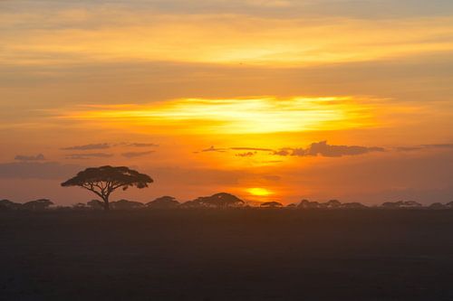 Lion King