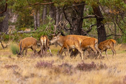 Edelherten op de Hoge Veluwe, Nederland