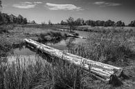 Alde Faenen, Friesland van Rene van de Esschert thumbnail