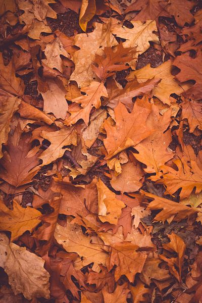 Feuilles d'automne par Inge Smulders