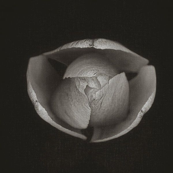 macro top view of a tulip by Ribbi