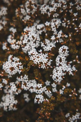 Natuurlijke Pracht van Mount Wellington