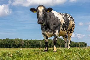 Bonte koe op een dijk von Bram van Broekhoven
