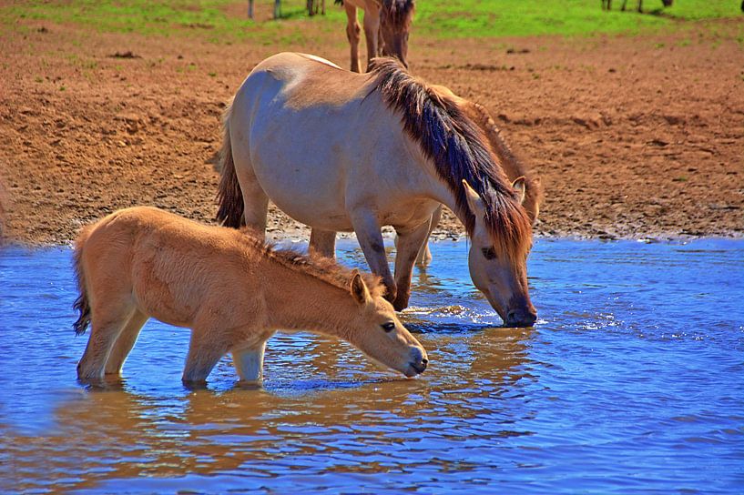 Durst 1 van Edgar Schermaul