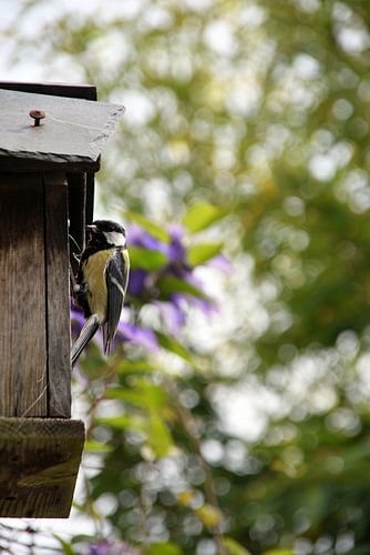 Great Tit at the nesting box