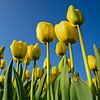 Gele tulpen, blauwe luchten van Remco Swiers