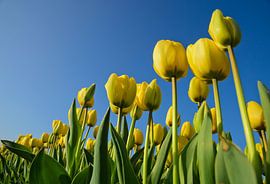 Gele tulpen, blauwe luchten