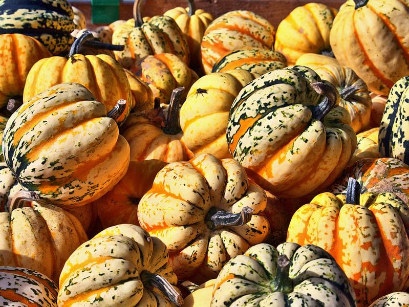 Pompoen tijd van Edgar Schermaul