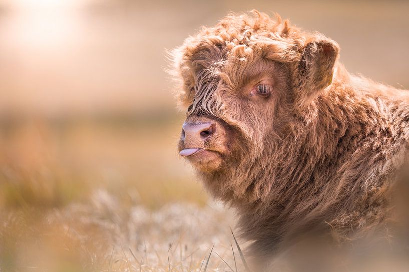Scottish Highlander by Karel Ton