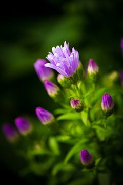 Bourgeon d'Aster d'automne (Aster novae-angliae) sur Nienke Boon