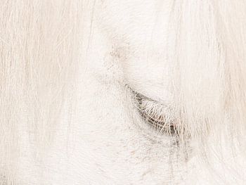 Close-up van een paard