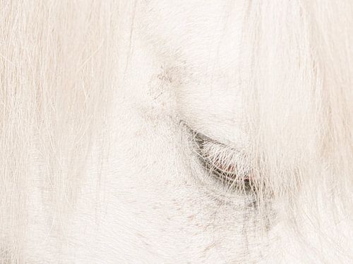 Close-up van een paard van Anne-Marie Boere