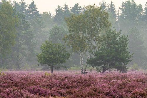 Morning atmosphere in the Upper Lusatian heathland