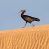 Heremietibis (Geronticus eremita) van Beschermingswerk voor aan uw muur