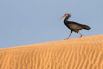 Northern Bald Ibis (Geronticus eremita) walking on a sand dune by Beschermingswerk voor aan uw muur