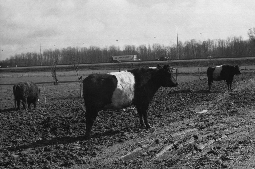 Een stier in de wei in zwart wit von Melvin Meijer