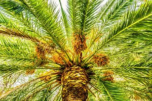 Palmdach Dattelpalme