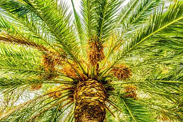 Palmdach Dattelpalme von Dieter Walther