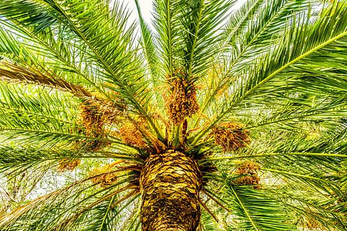 Palm roof date palm
