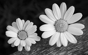 Struikmargriet