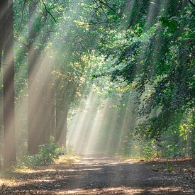 Shower of sunrays in the forest by Tom Hengst