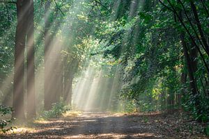 Sonnenstrahlenschauer im Wald