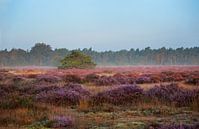 Blühende Heide am Morgen von Anouschka Hendriks Miniaturansicht