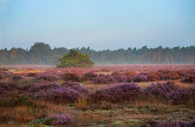 Blühende Heide am Morgen von Anouschka Hendriks