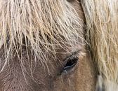 IJslands Paard van Daan Kloeg thumbnail