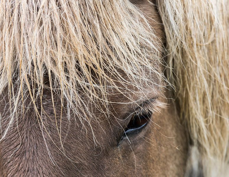 IJslands Paard van Daan Kloeg