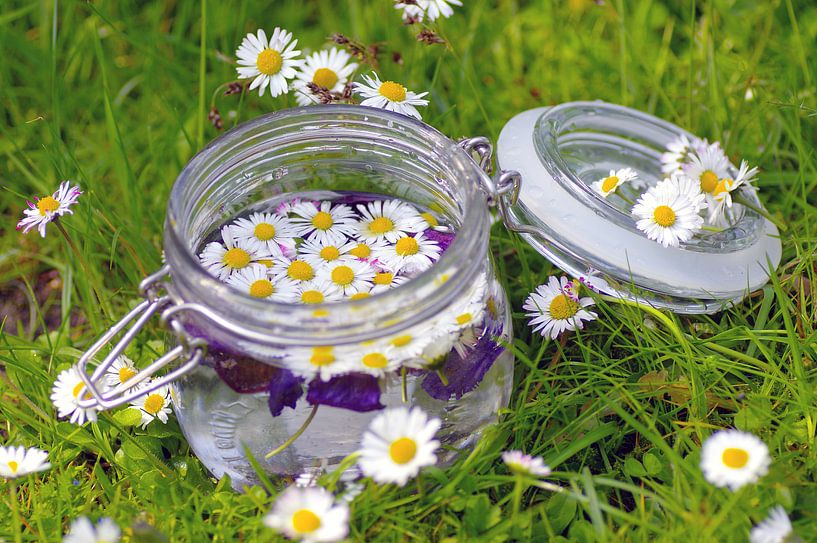 Wildkräuter Gänseblümchen Stillleben von Tanja Riedel