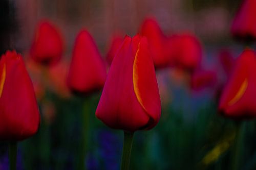 Résumé de la tulipe