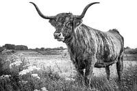 Stier