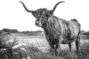 Stier