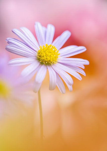 Summer daisy in garden by Priscilla Lecomte