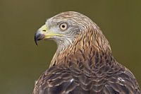 Het Oog van de Rode Wouw.