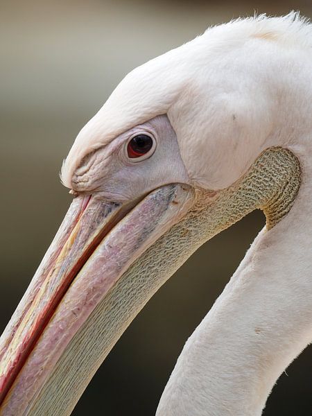 Roze Pelikaan : Ouwehands Dierenpark van Loek Lobel
