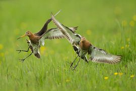 Schwarzschwanzgötter kämpfen im Polder. von Jeroen Stel