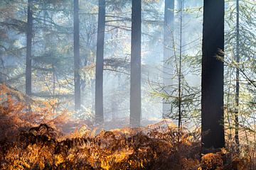 Waldlandschaft von Evelyne Renske