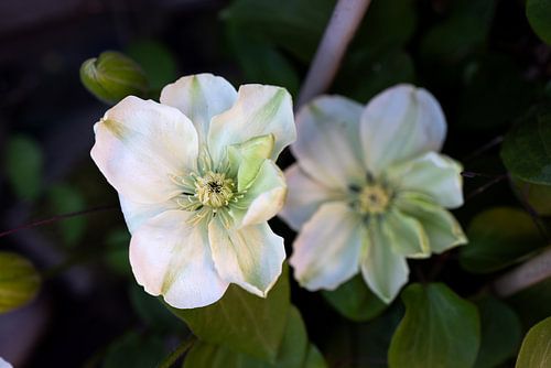 De eerste bloemen in de tuin in het Emsland