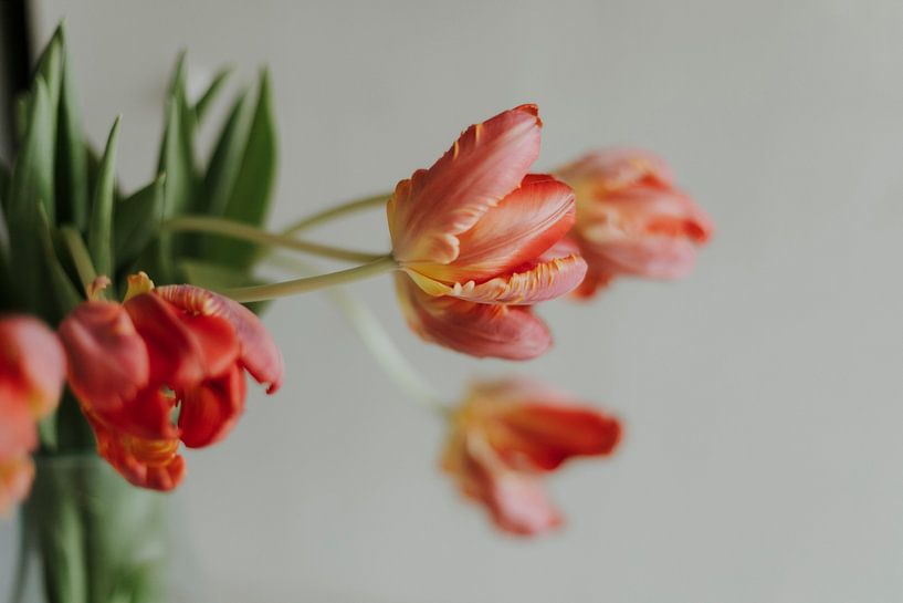 Red Tulips in Vase, Still life, Nature photography, The Netherlands, Print Art by Linda Richtersz