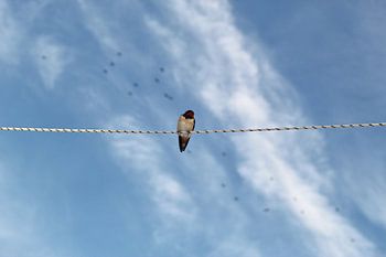 A swallow takes a rest