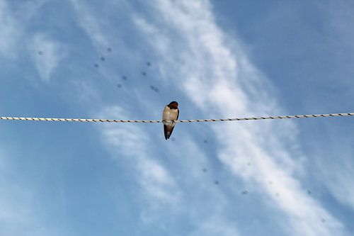 A swallow takes a rest