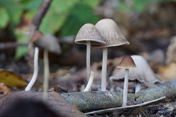 Champignon dans une forêt néerlandaise sur Sannepouw_photography