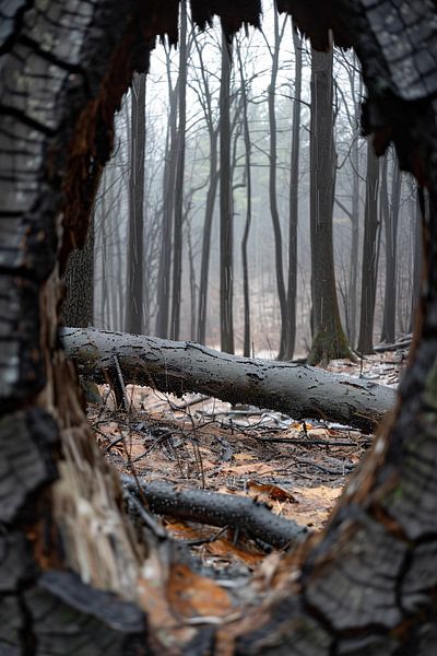 Durchsichtige von Imperial Art House