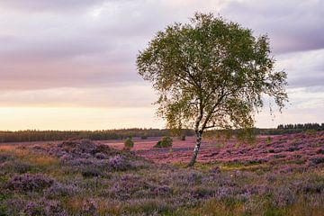 Bloeiende heide bij zonsondergang van Cor de Hamer