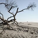 National Park de Hoge Veluwe van Hannie Bom thumbnail